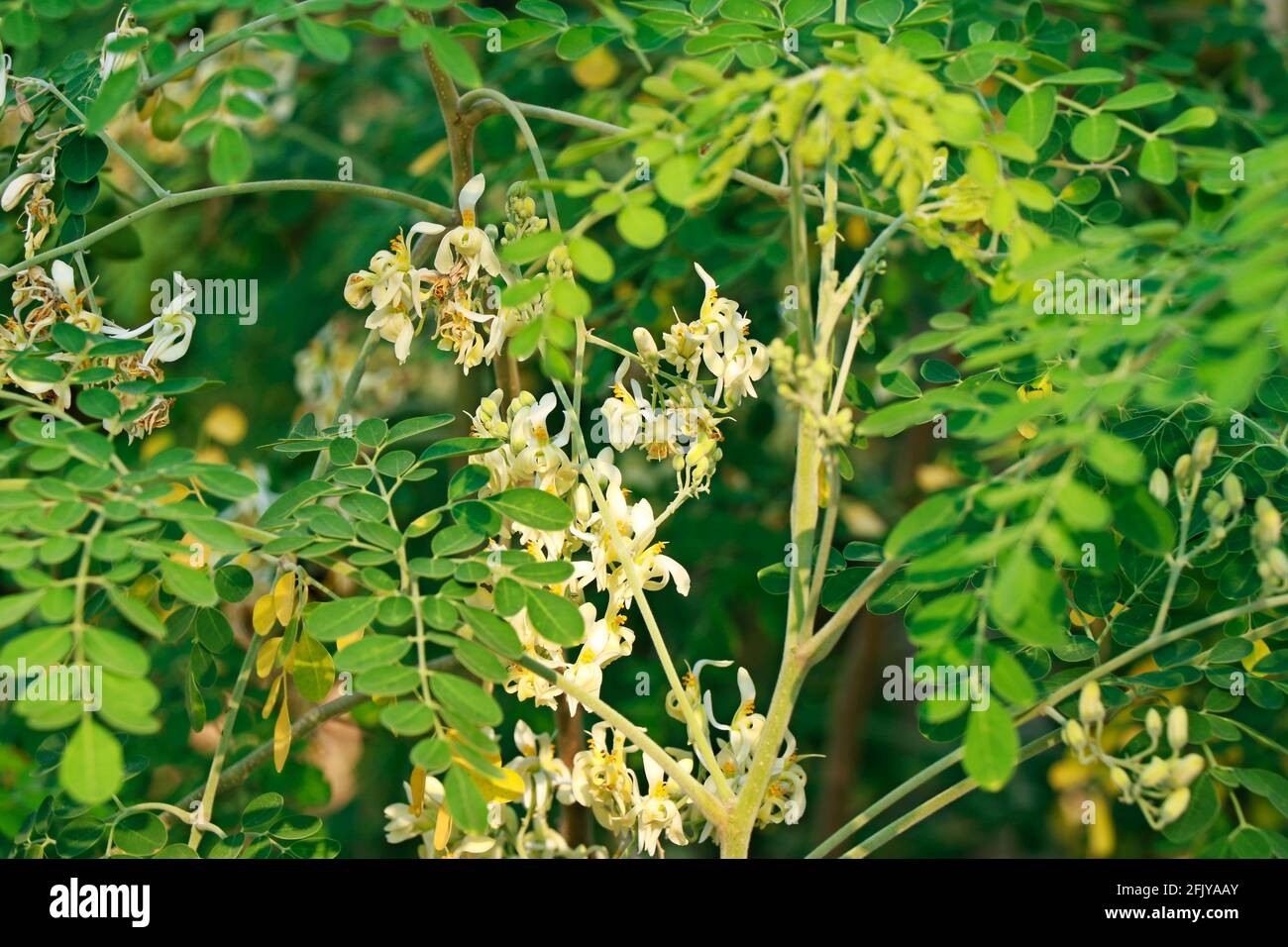Moringa oleifera è un albero resistente alla siccità della famiglia Moringaceae, originario del subcontinente indiano. I nomi comuni includono moringa, drumstick tre Foto Stock
