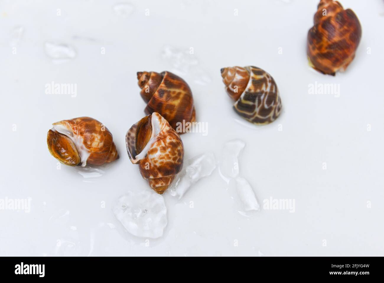 Babilonia areolata frutti di mare di mare su piatto bianco pronti per mangiare o cotti, Spotted babilonia conchiglia di mare Foto Stock
