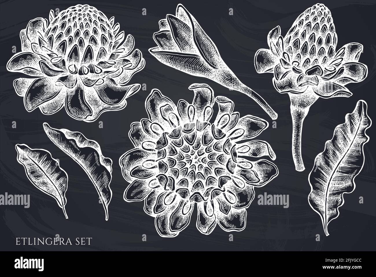 Insieme vettoriale di etlingera di gesso disegnata a mano Illustrazione Vettoriale