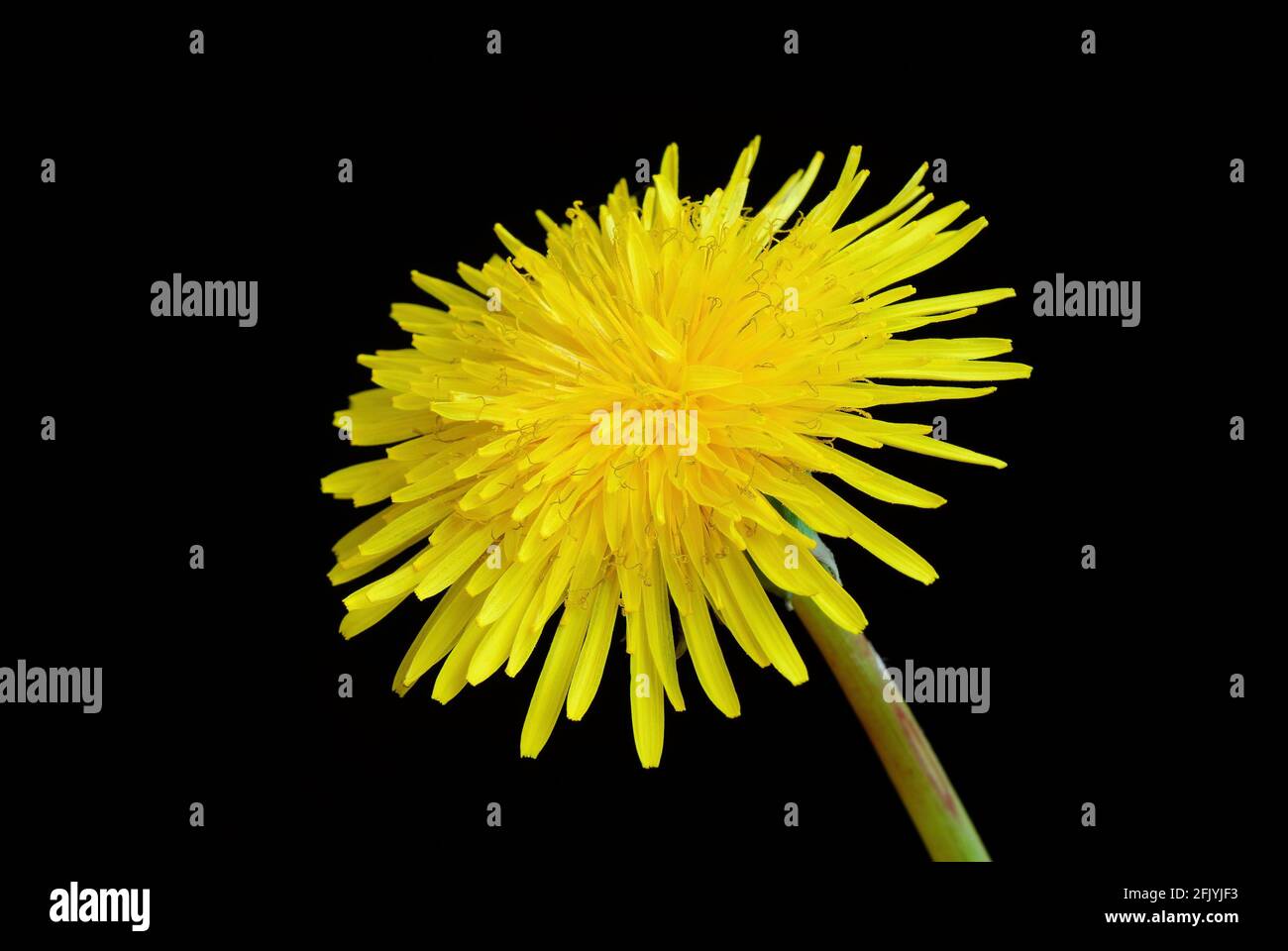 Dente di leone fiore prato con gambo, primo piano. Isolato su sfondo nero. Genere Taraxacum officinale. Foto Stock