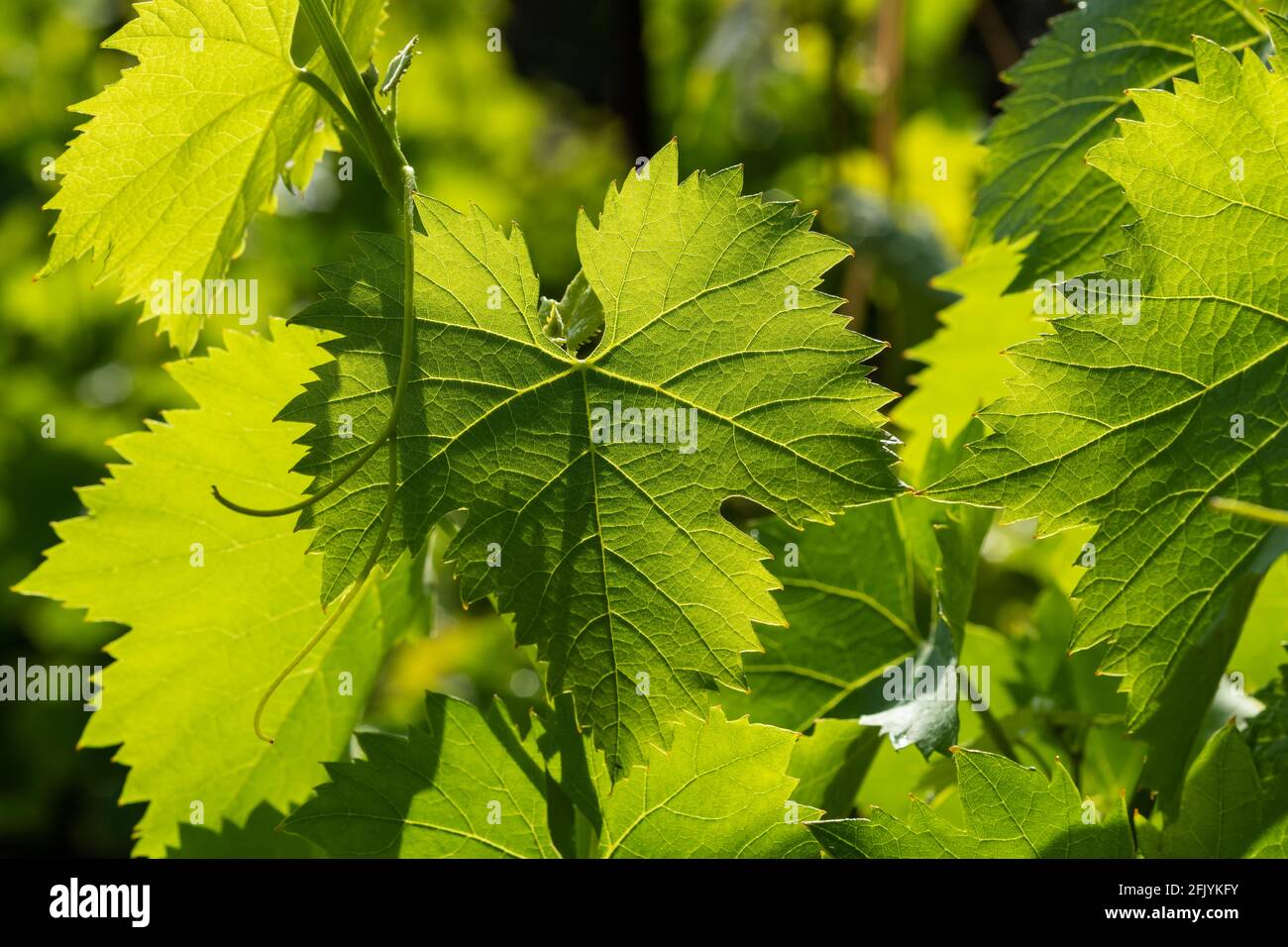 Foglie di uva verde fresca alla luce del sole da vicino Foto Stock