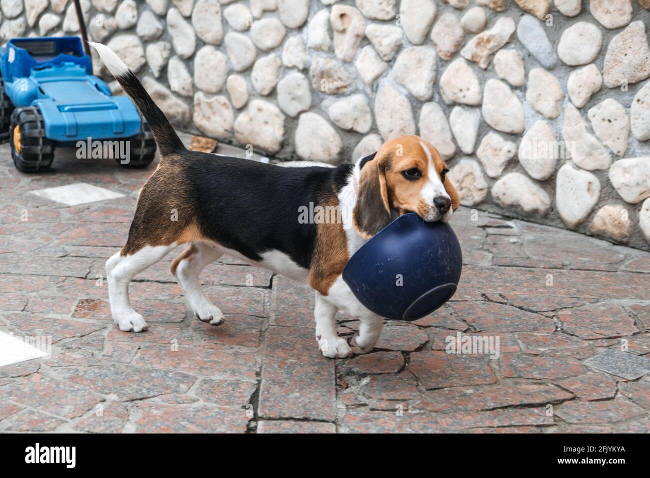 Giochi da giocare con cuccioli di beagle. Come intrattenere cucciolo e Beagle adulto al chiuso, modi divertenti per esercitare Beagle. Simpatico cucciolo che gioca con la ciotola Foto Stock