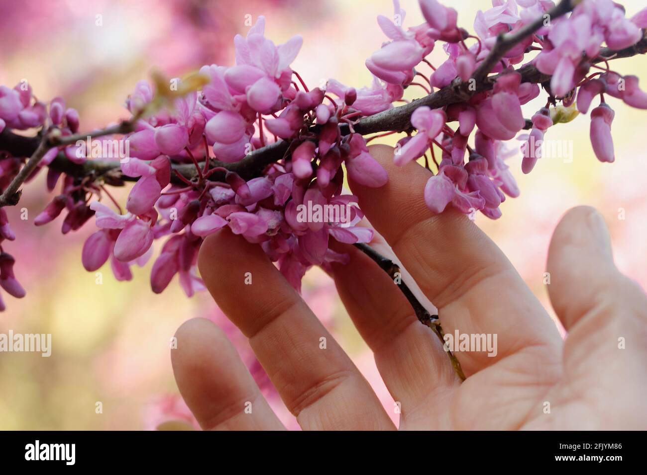 Fiori toccanti dell'albero di Judas. Cercis siliquastrum. Foto Stock