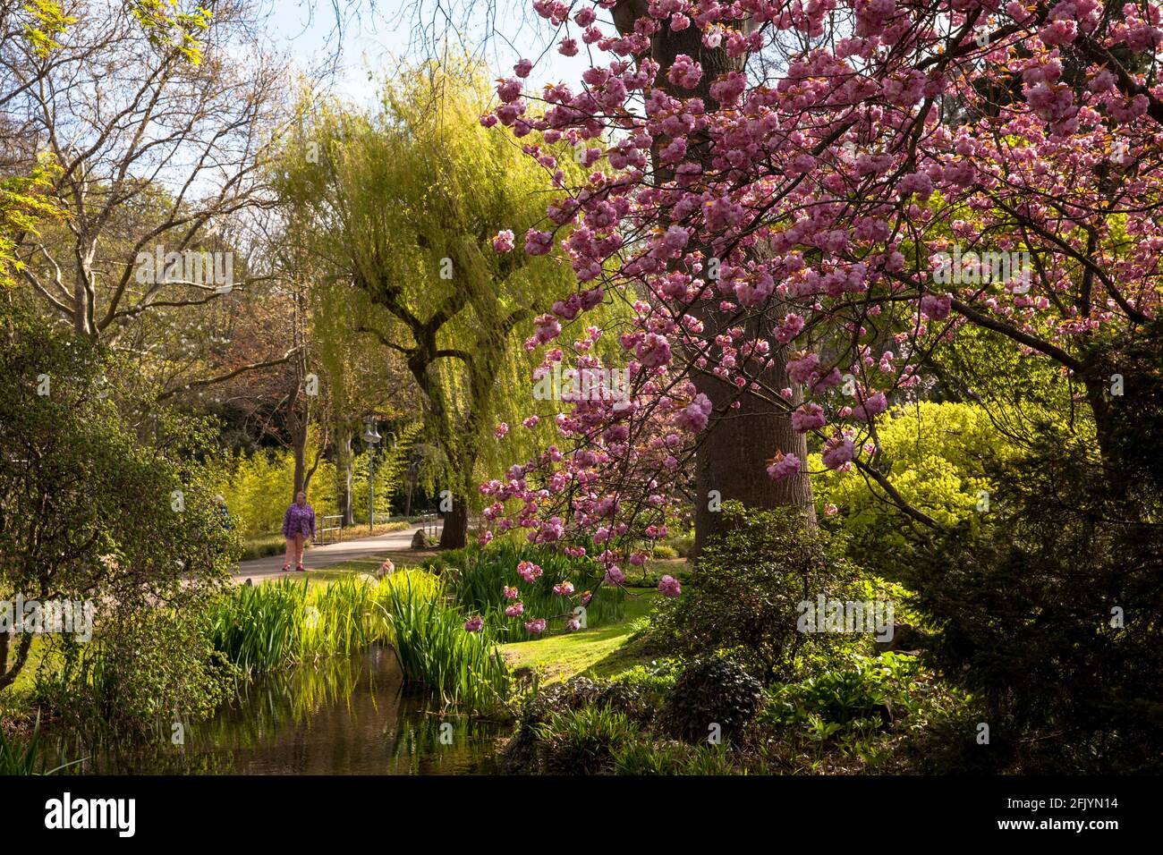 Fiorente ciliegio nel giardino giapponese di Leverkusen, Nord Reno-Westfalia, Germania. Bluehender Kirschbaum im Japanischen Garten a Leverkus Foto Stock
