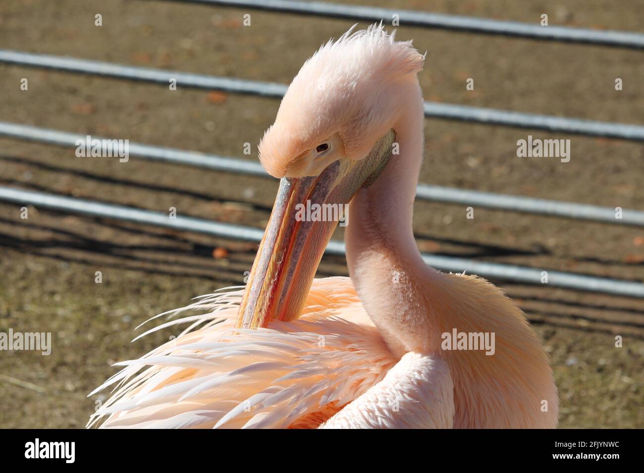 Diverse specie di uccelli che sono stati fotografati da me in natura. Verschiedene Vogelarten die in der Natur von mir fotografiert wurden. Foto Stock