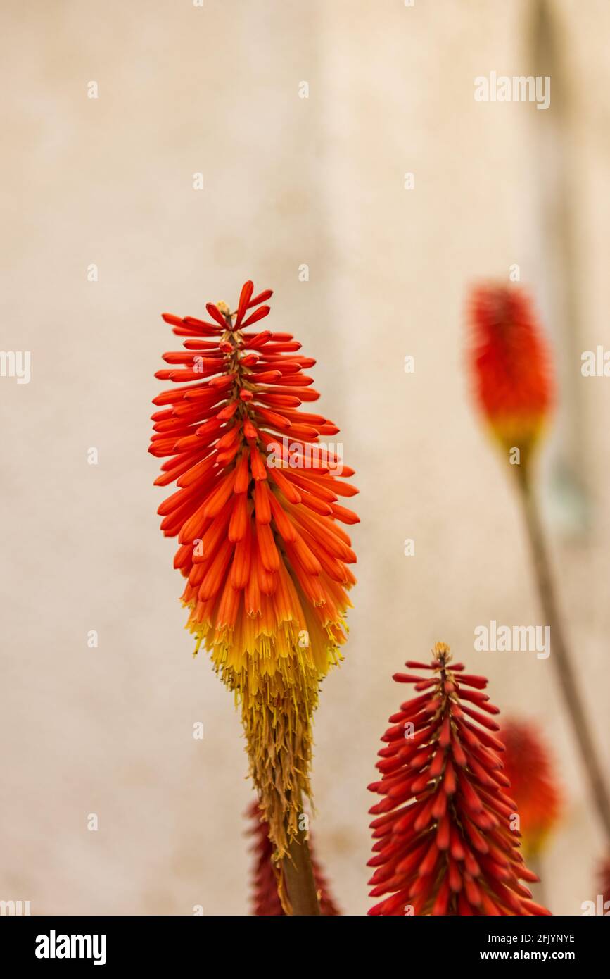 Red Hot Poker Fiori che crescono da una Chiesa nel Isola del Sud Nuova Zelanda Foto Stock