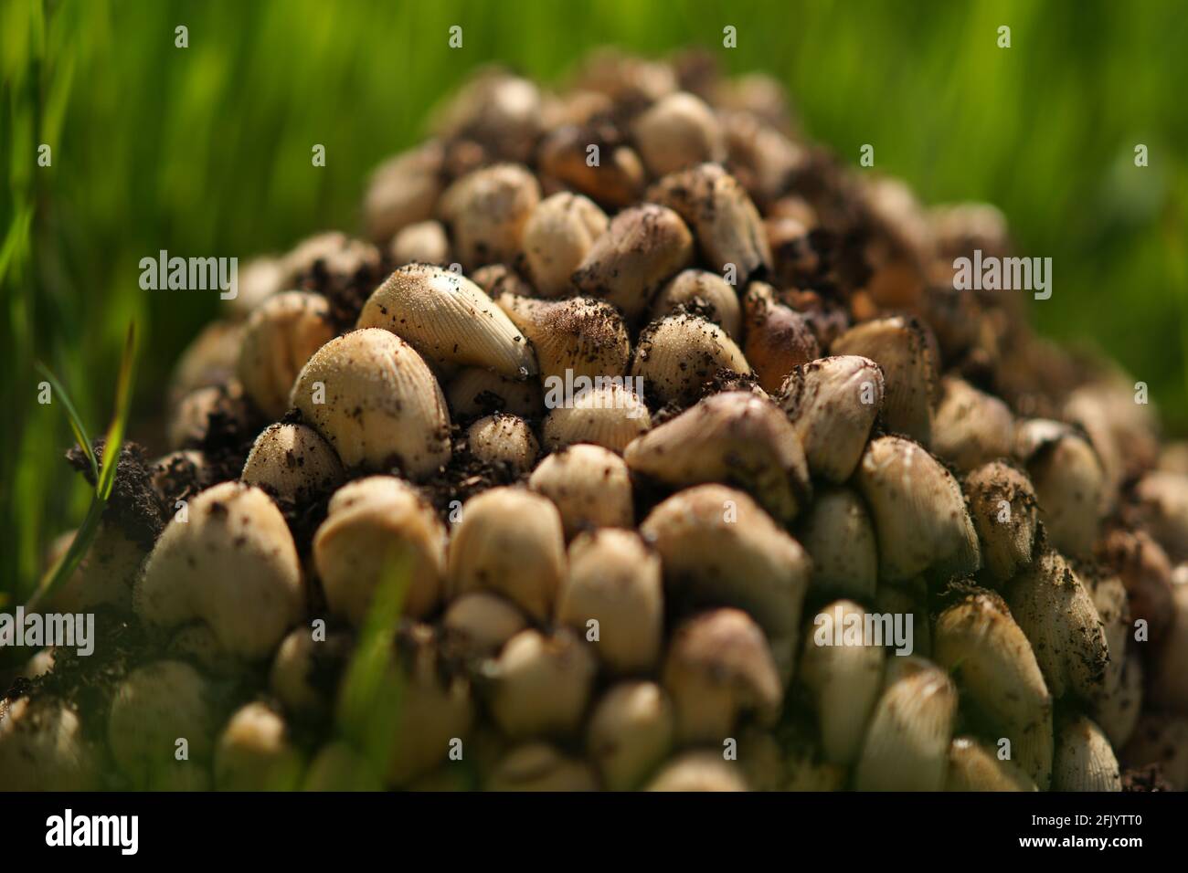 Primo piano di funghi freschi che crescono in erba verde primaverile. Foto Stock