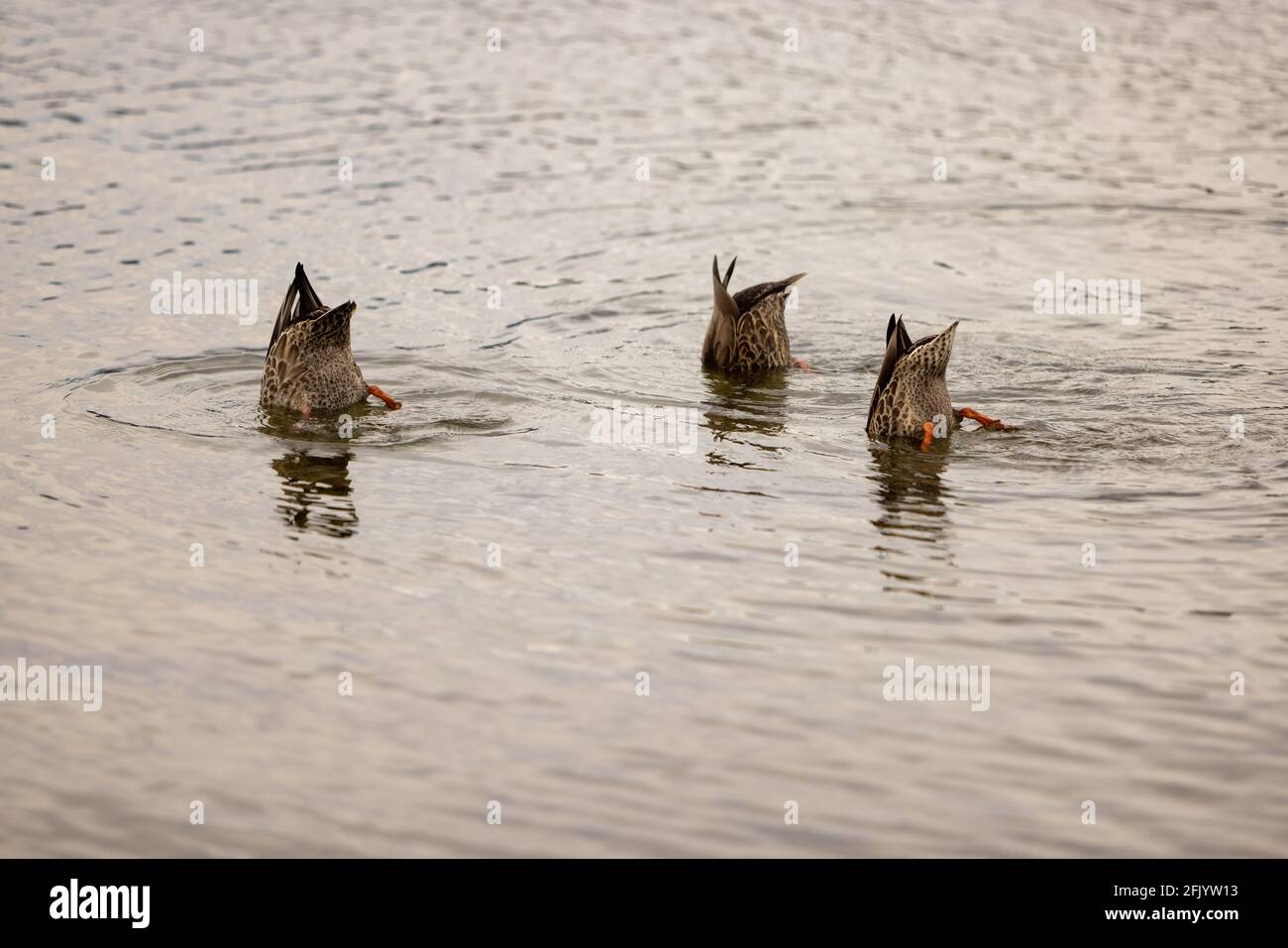 Tre Ducks Mallard con i loro fondi su Dabbling in acqua, Lago te Anau, Isola del Sud, Nuova Zelanda Foto Stock