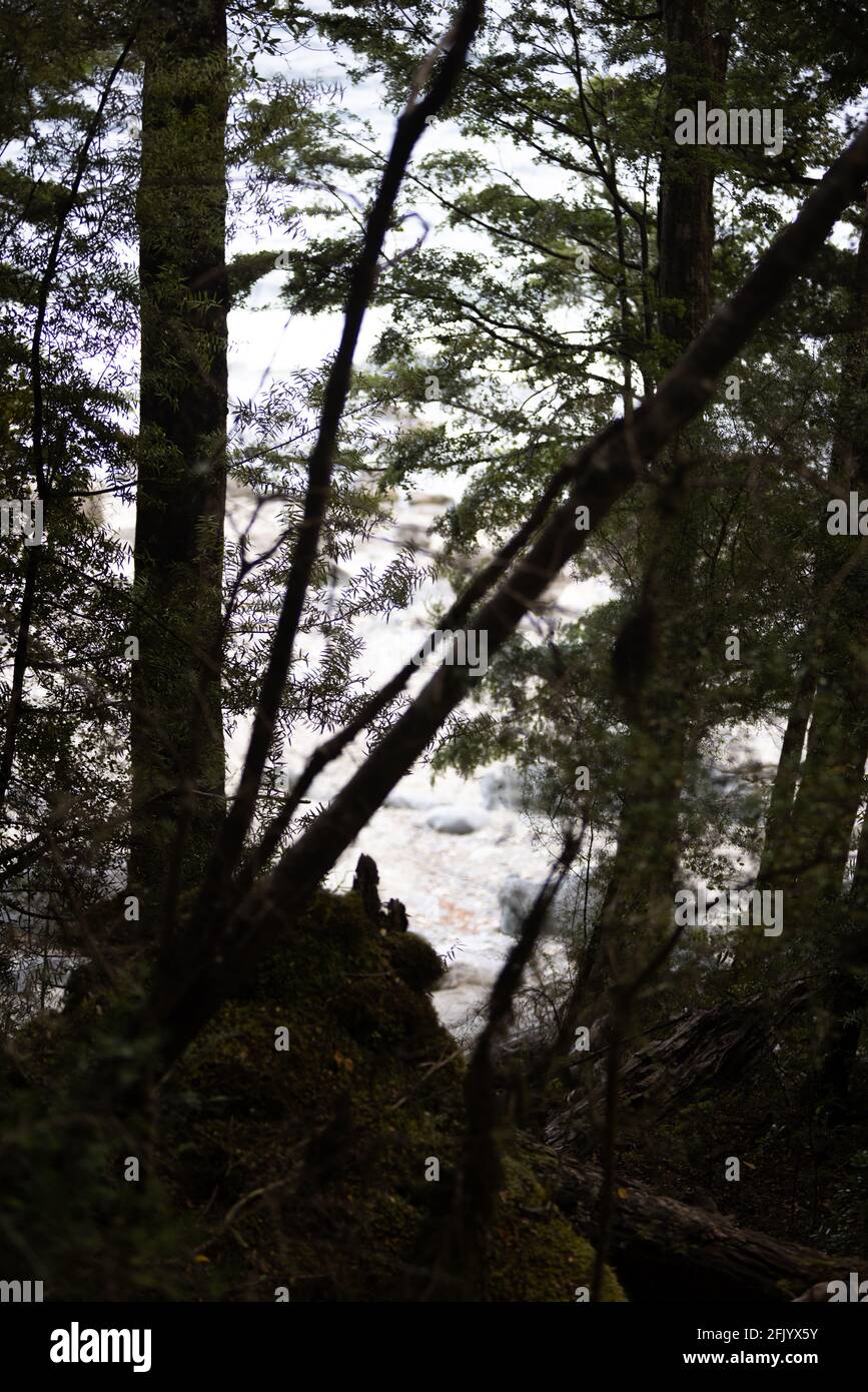 Alberi in New Zealand Bush silhouette con il te Anau Lakefront dietro, South Island, Nuova Zelanda Foto Stock