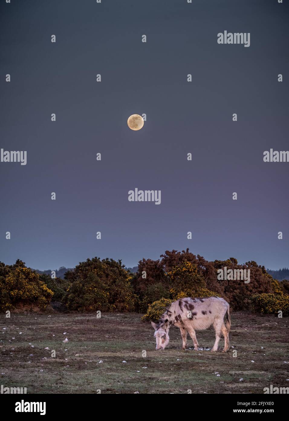 Asino sotto Supermoon, New Forest Foto Stock