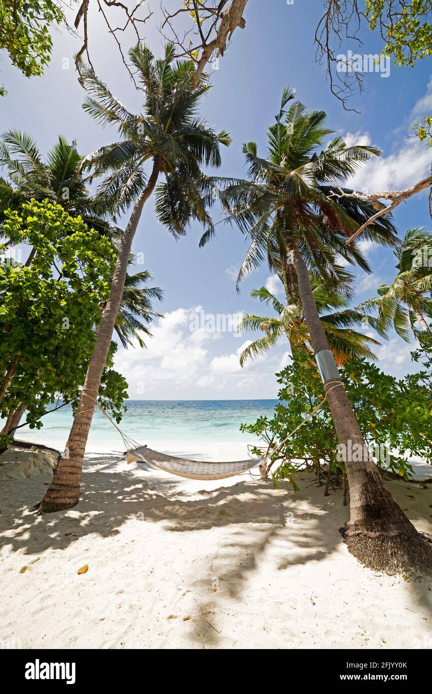 Un'amaca pende tra palme sulla spiaggia a Bandos Island nelle Maldive. La spiaggia di sabbia è lambita dall'Oceano Indiano. Foto Stock