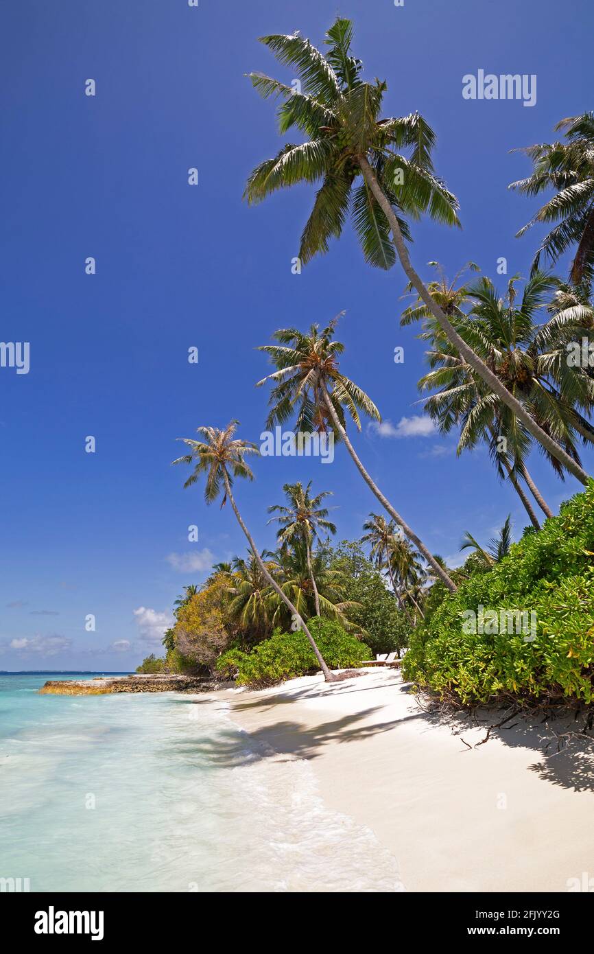 Palme da cocco e mangrovie sulla spiaggia a Bandos Island nelle Maldive. Le Maldive sono una popolare destinazione tropicale vacanza nell'Oceano Indiano. Foto Stock