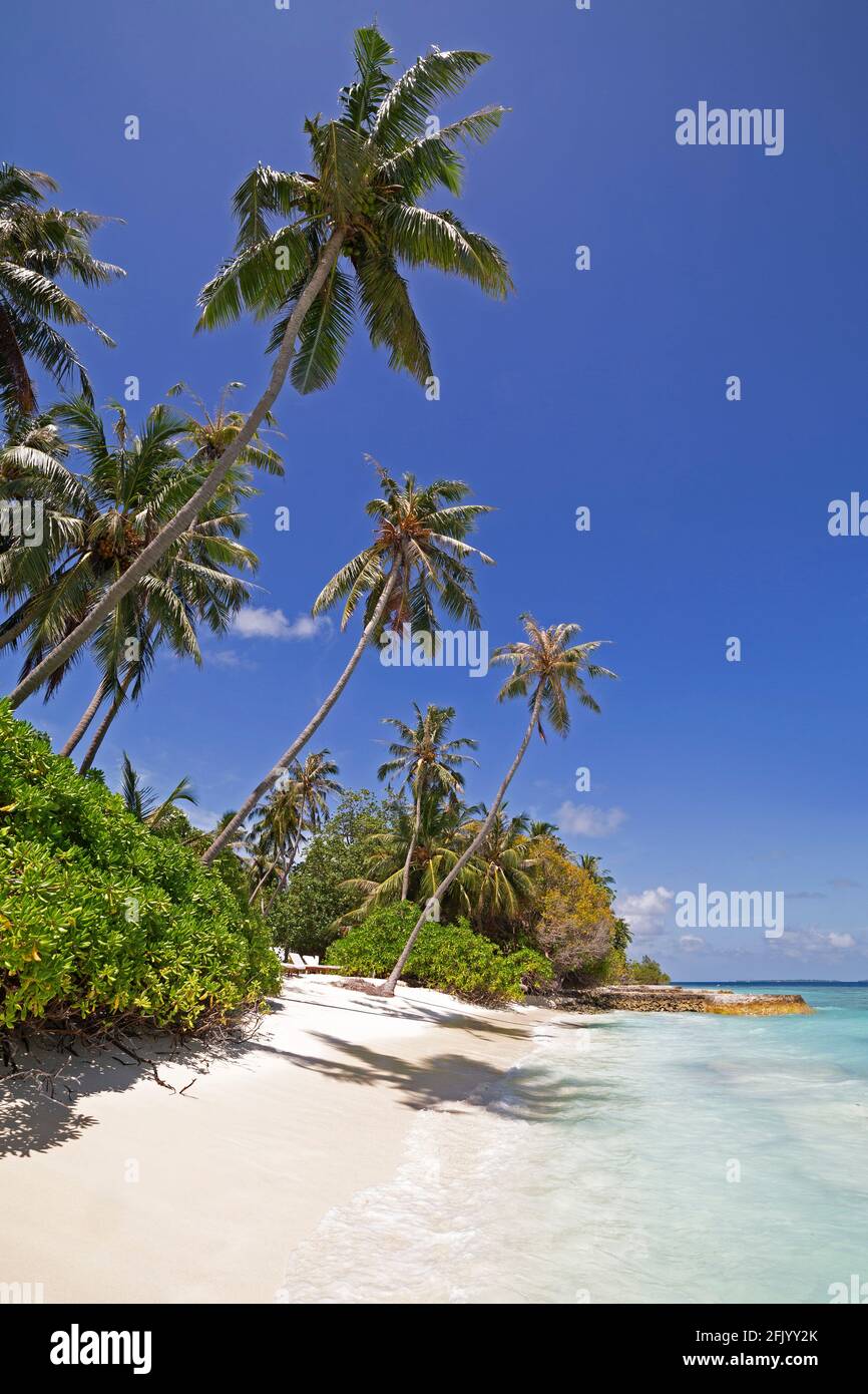 Palme da cocco e mangrovie sulla spiaggia a Bandos Island nelle Maldive. Le Maldive sono una popolare destinazione tropicale vacanza nell'Oceano Indiano. Foto Stock