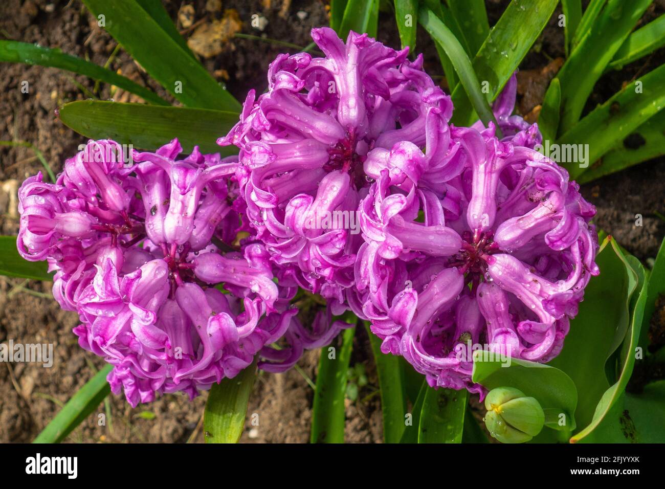 Viola giacinto fiore Foto Stock