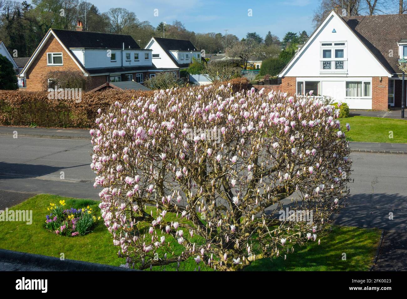 Magnolia albero in periferia Foto Stock