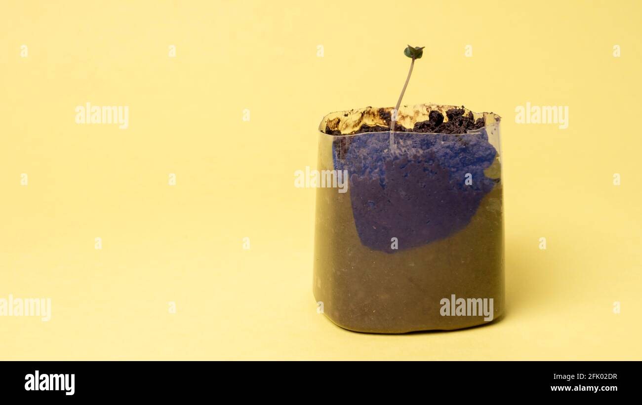 Giovane semina in una pastiglia di torba isolata su uno sfondo colorato. Casa interna che cresce di giovani pianta Foto Stock