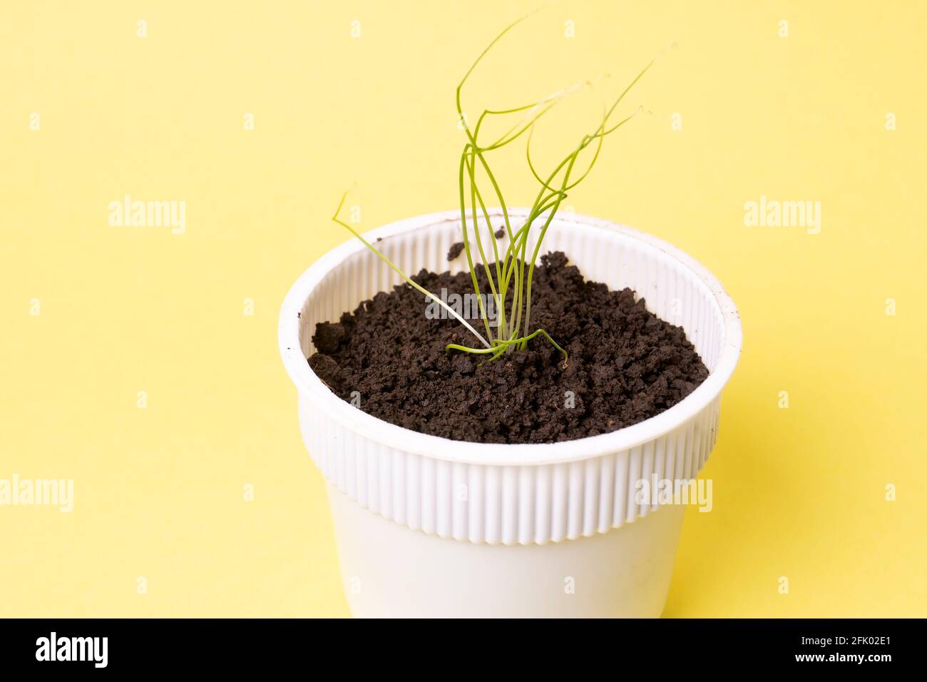 Giovane semina in una pastiglia di torba isolata su uno sfondo colorato. Casa interna che cresce di giovani pianta Foto Stock