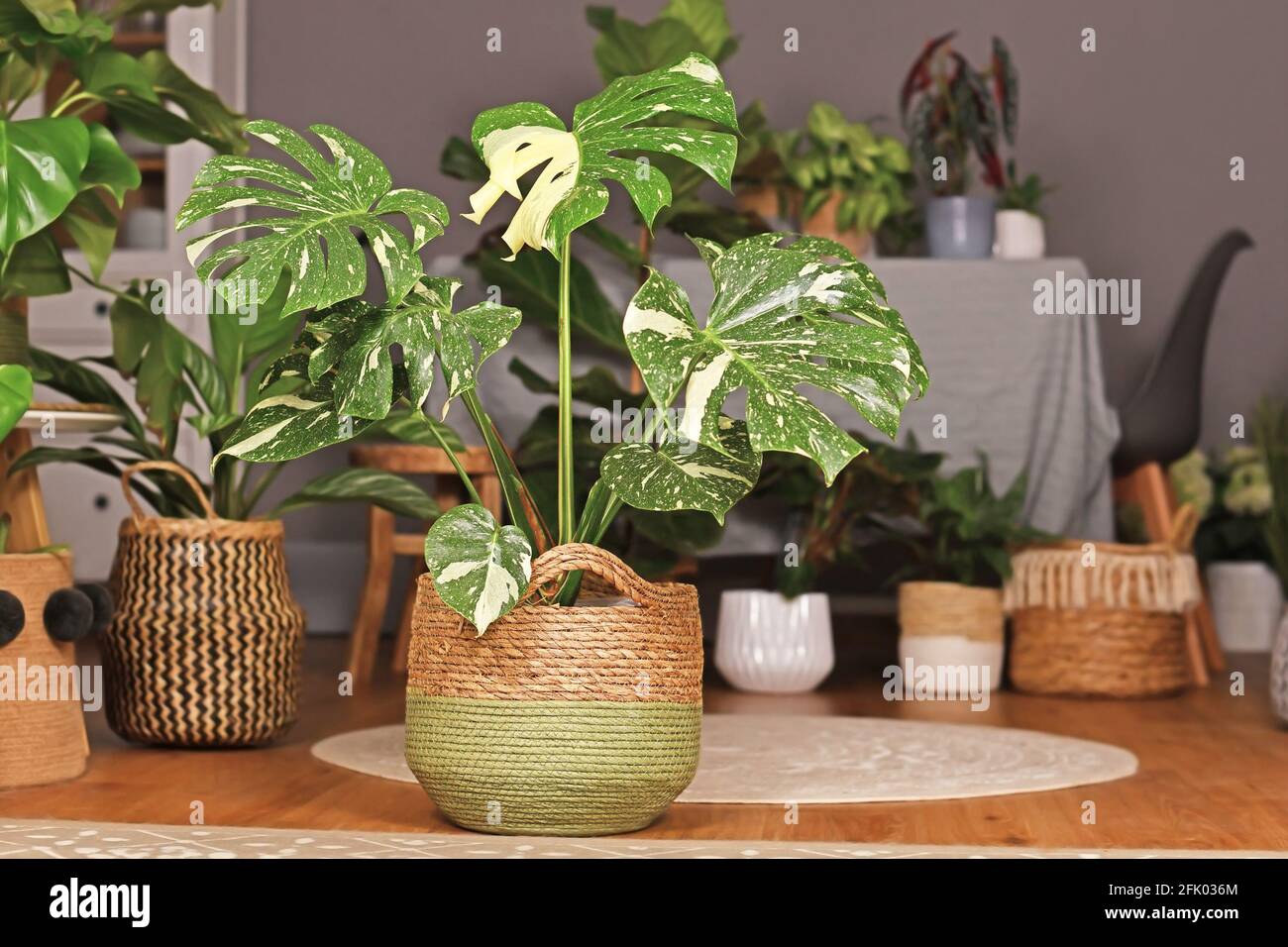 Pianta domestica tropicale 'Monstera Deliciosa Thai Constellation' con una bella spruzzata bianca foglie varigate in vaso di fiori di cesto in soggiorno Foto Stock