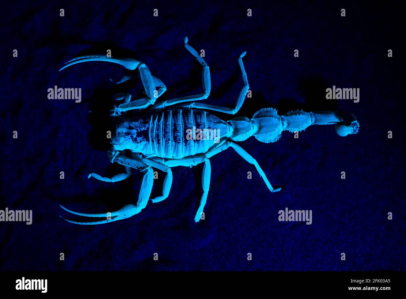 Scorpione con coda di protezione (Apistobuthus pterygocercus) sotto la luce nera nel centro-est sulla sabbia di notte. (vista dall'alto) Foto Stock