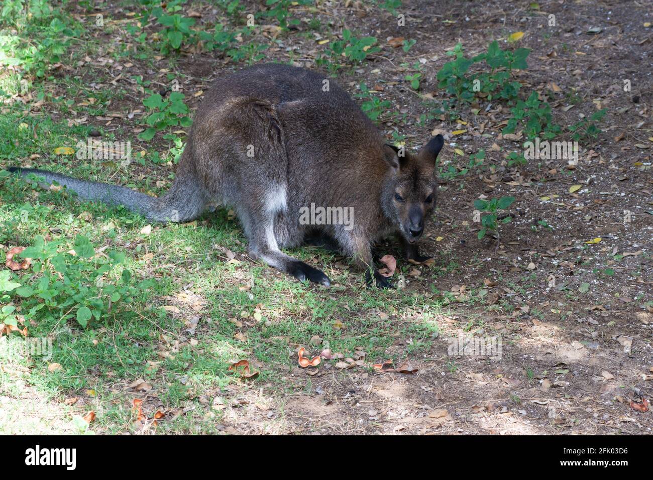 Wallaby a collo rosso (macropus rufogriseus) che mangia nell'erba. Marsupiale australiano. Foto Stock