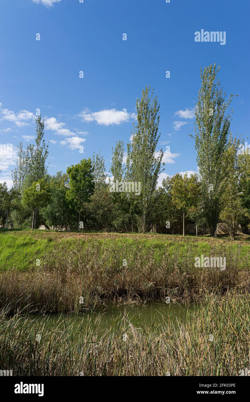 La linea superiore dell'albero verde sopra il cielo blu e le nuvole. Parque de Cabecera, Valencia, Spagna Foto Stock