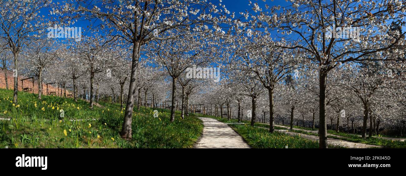 Taihaku Cherry Blossom alberi in piena fioritura al Giardino di Alnwick, Alnwick, Northumberland, Inghilterra, Regno Unito Foto Stock