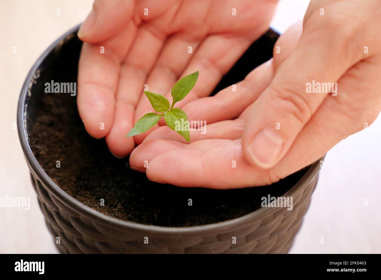 Germoglio verde nelle mani femminili. Pianta in vaso crescente a casa, concetto di ecologia Foto Stock