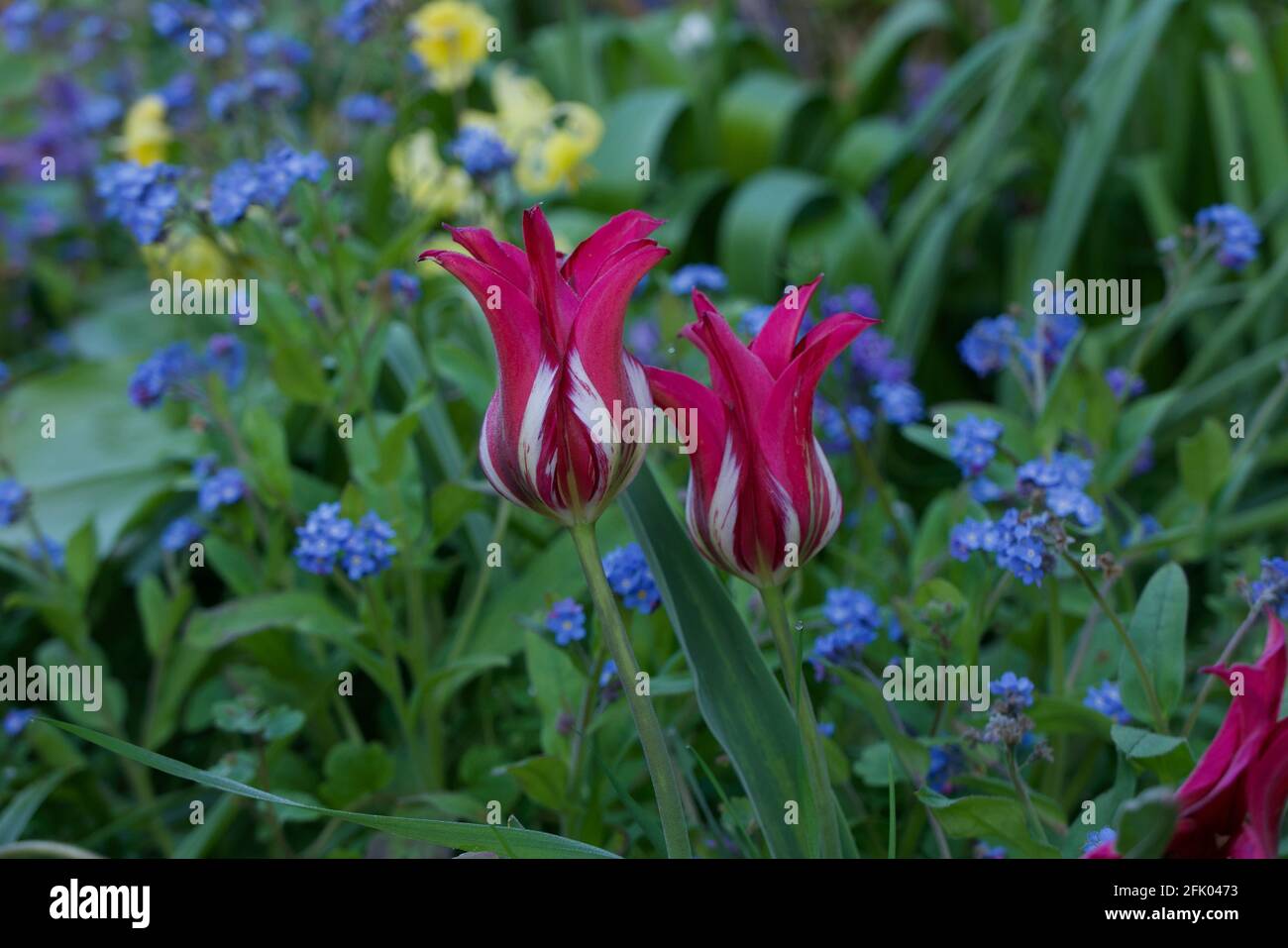 Bella primavera immagine di due tulipani variegati e blu dimenticare-me-nots Foto Stock