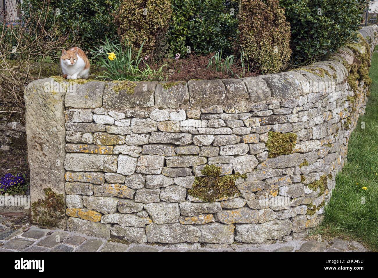 Un gatto seduto su un muro di giardino in pietra a secco nel villaggio di Peak District di Biggin, Derbyshire Foto Stock