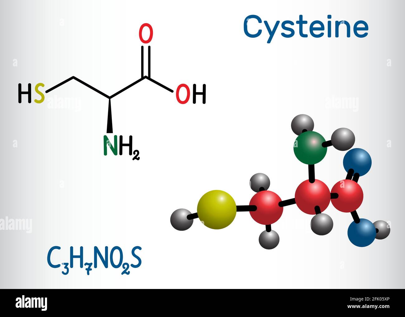Cisteina (Lcisteina, Cys, C) molecola aminoacidica proteinogena