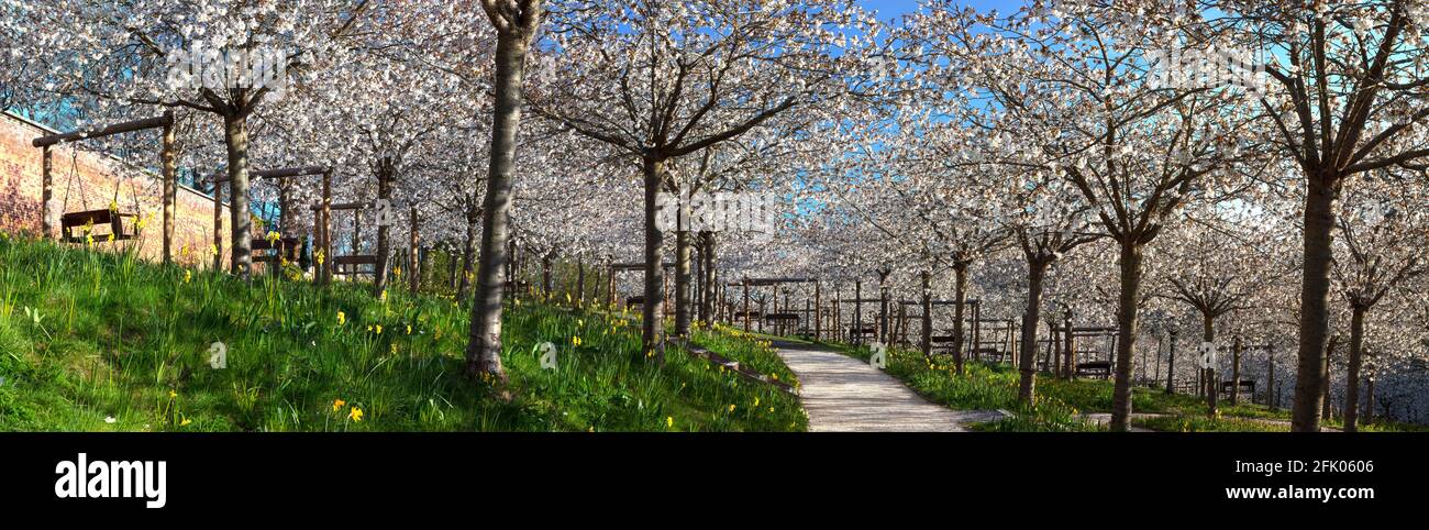 Taihaku Cherry Blossom alberi in piena fioritura al Giardino di Alnwick, Alnwick, Northumberland, Inghilterra, Regno Unito Foto Stock