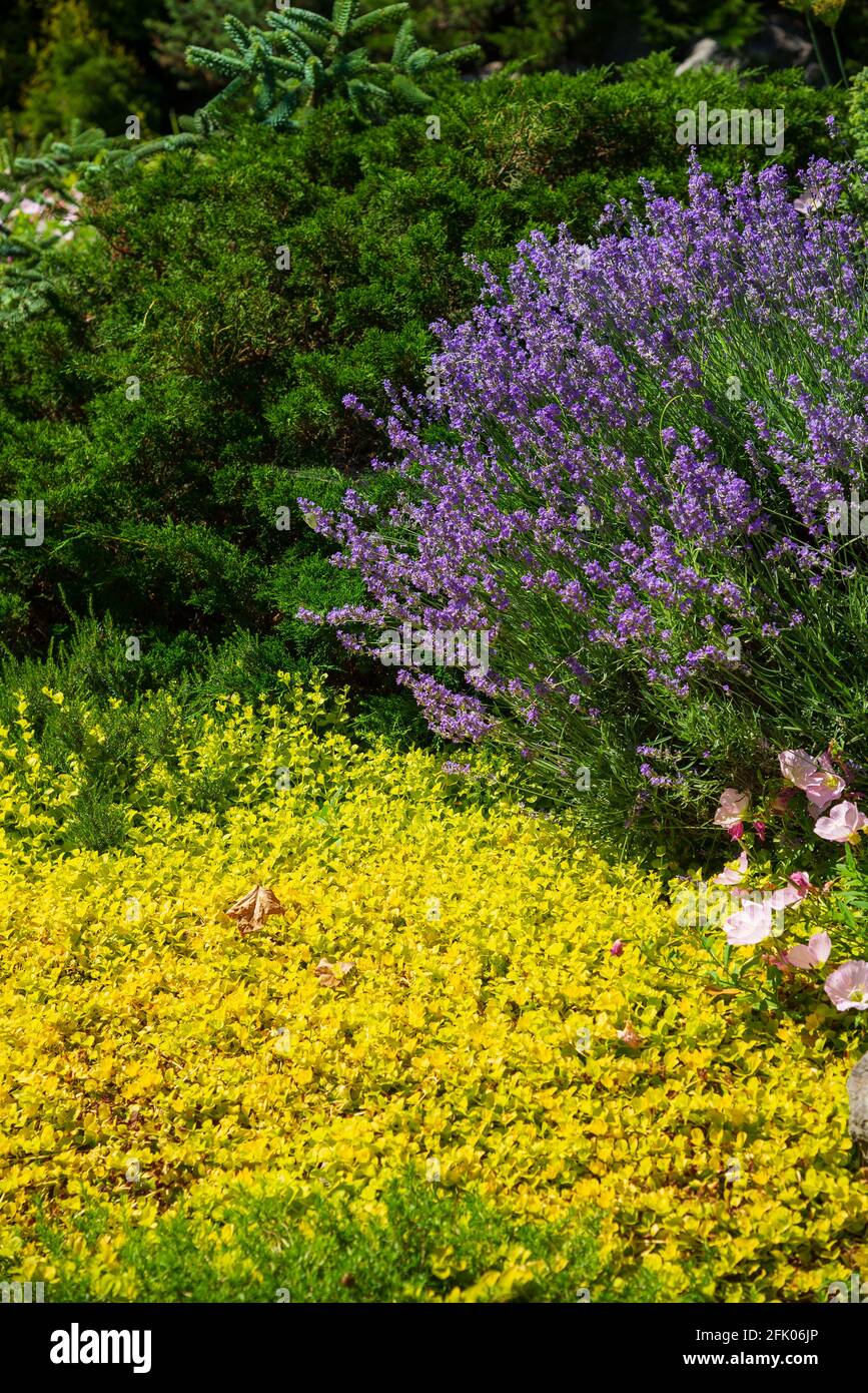 Fiore di lavanda fiorire nel giardino estivo Foto Stock