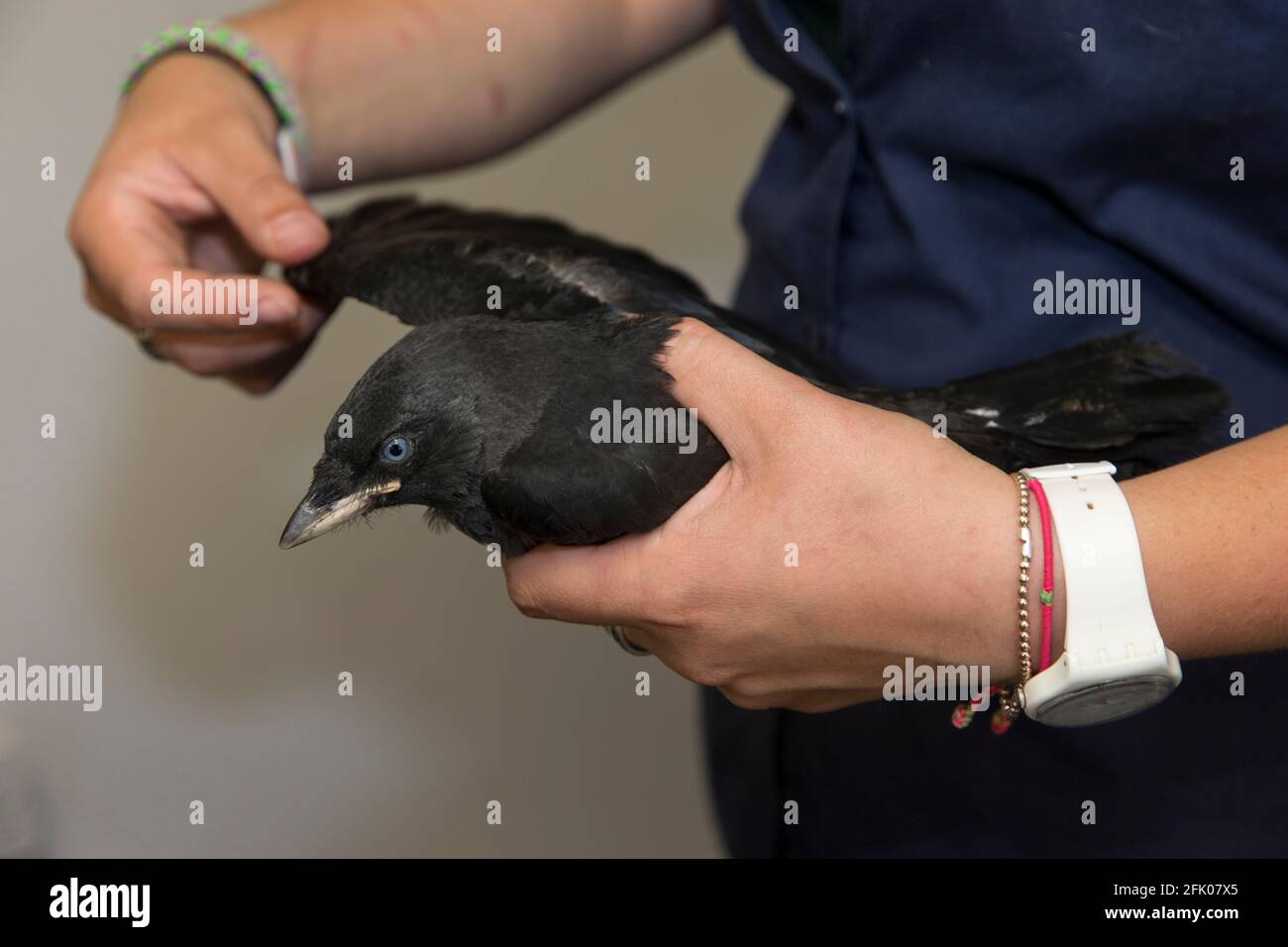 Esaminando la cornacchia (Corvus monedula) per lesioni, mondo segreto santuario animale, Somerset, Regno Unito Foto Stock