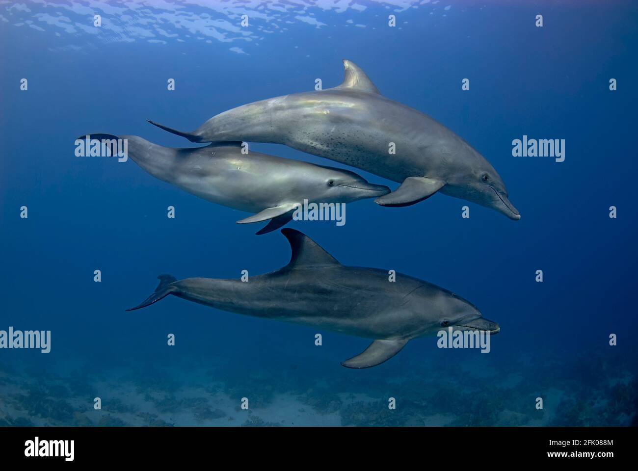 Gruppo di 3 delfini (tursiops aduncus) nuoto in mare aperto Foto Stock