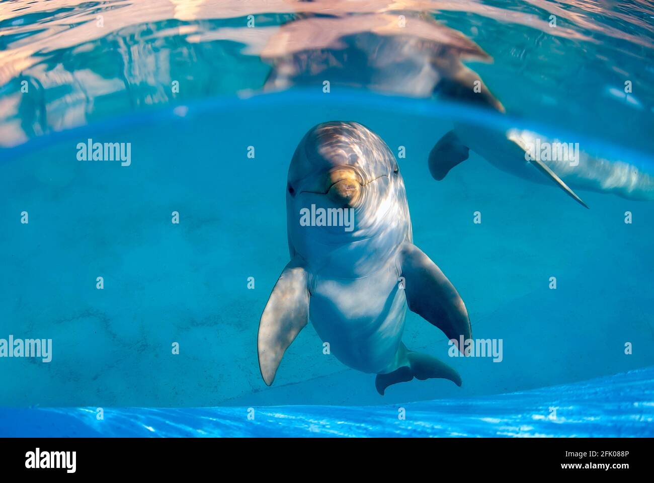 Immagine subacquea di un delfino a naso a bottiglia in una piscina che si  fissa direttamente alla macchina fotografica. Un altro delfino può essere  visto sullo sfondo Foto stock - Alamy