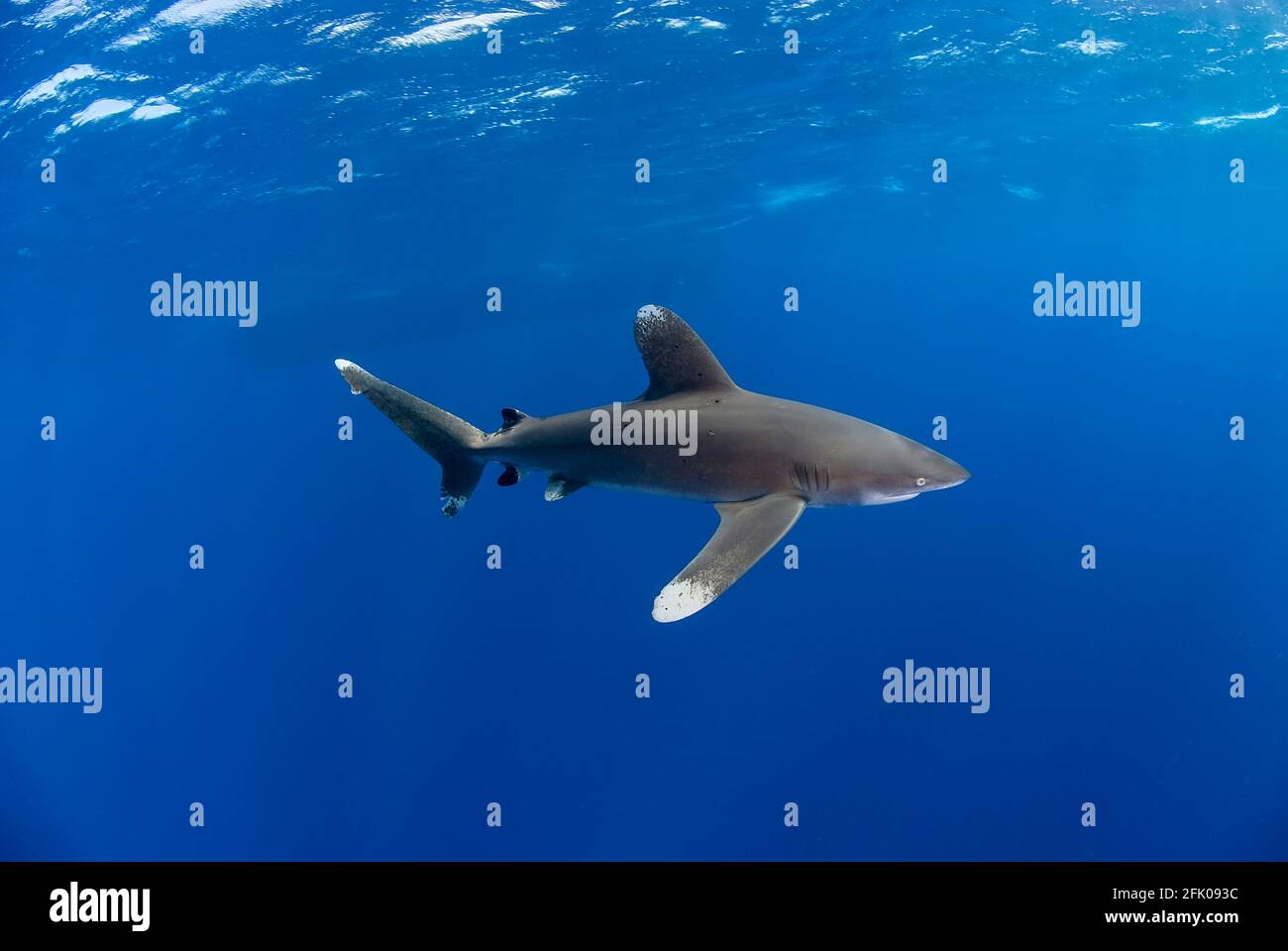 Punta bianca oceanica in blu. L'ombra di una barca sullo sfondo. Foto Stock