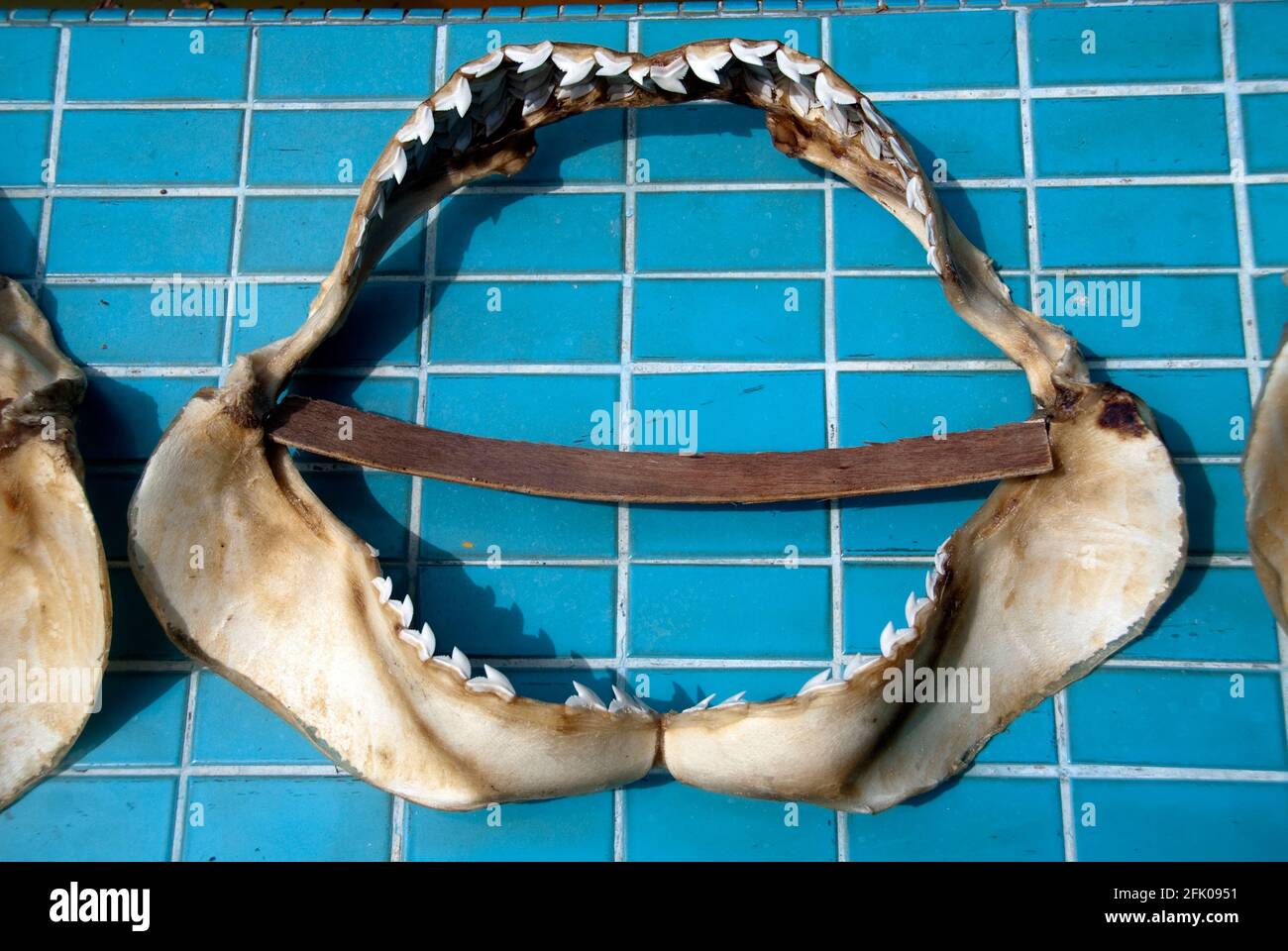 Mascella di squalo venduta come souvenir Foto Stock