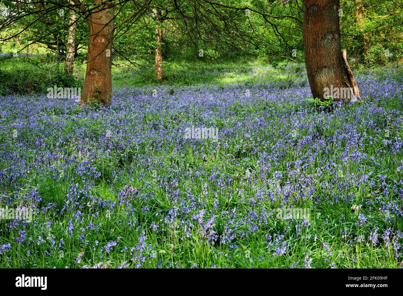 Bluebells ad Ashenbank Wood, Kent, Regno Unito Foto Stock