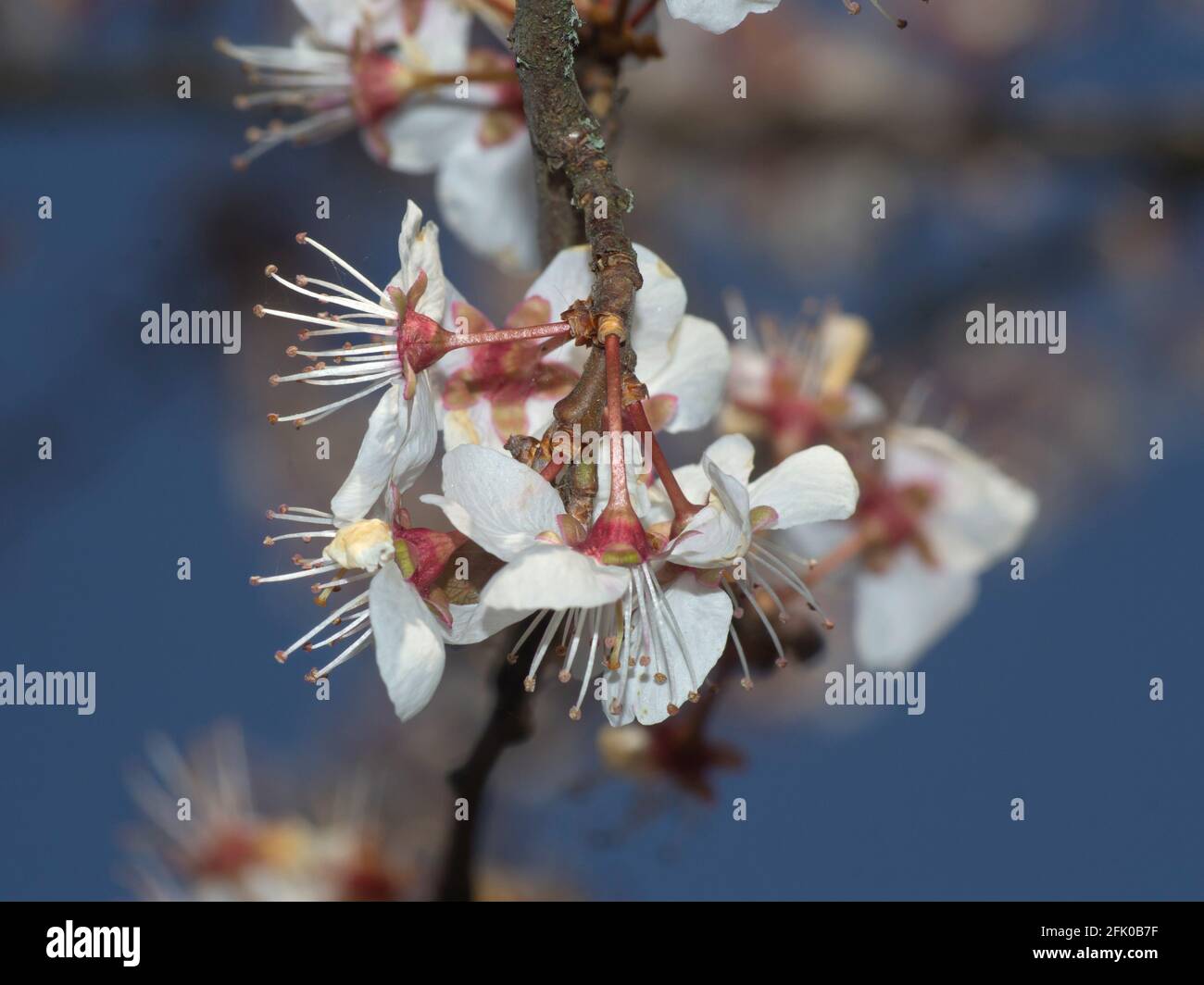 primo piano di un ramoscello di prugna con fiori appassiti. Messa a fuoco selettiva e sfondo sfocato Foto Stock