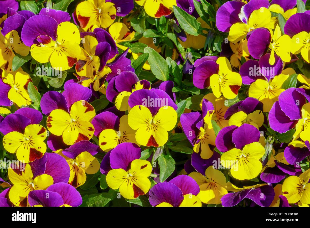 Decorazione colorata di fiori in fiore di Heartsease o Viola o Pansy fiori; Viola × wittrockiana con sfondo sfocato Foto Stock