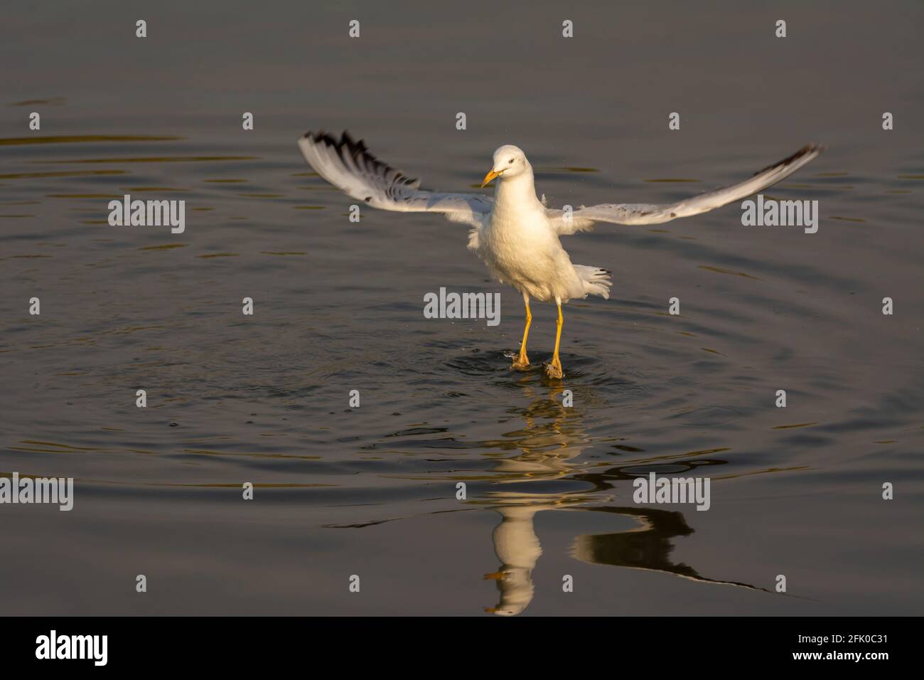 Splendido gabbiano (Chromicocephalus genei), che si leva sull'acqua mentre si cacciano pesci nelle acque poco profonde del lago naturale di Ras al Khor Foto Stock