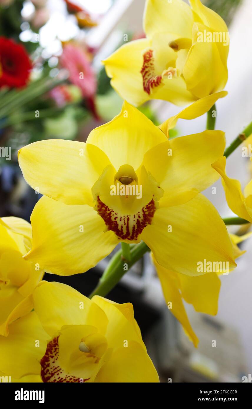 orchidea gialla Foto Stock