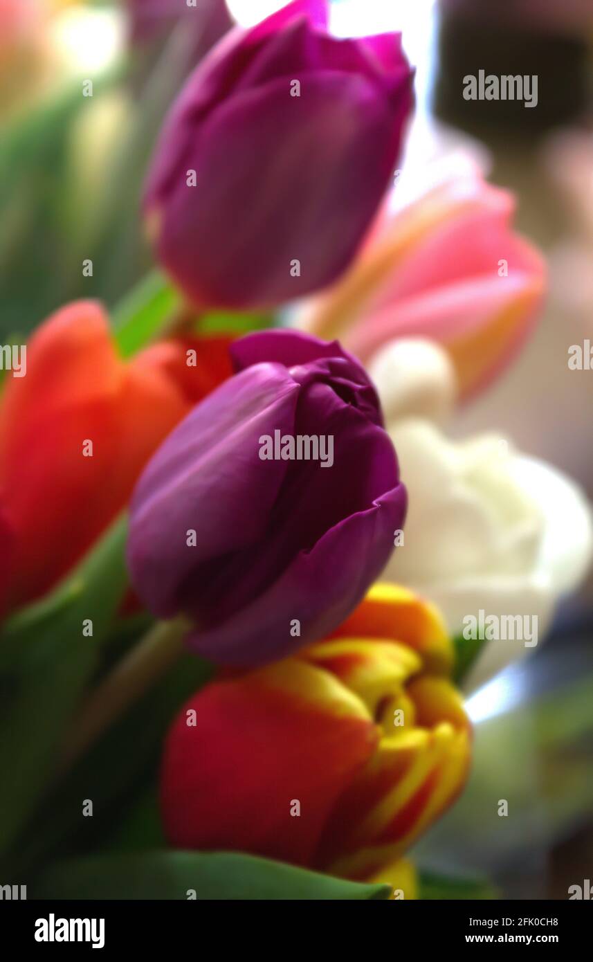 Tulipani variopinti Foto Stock