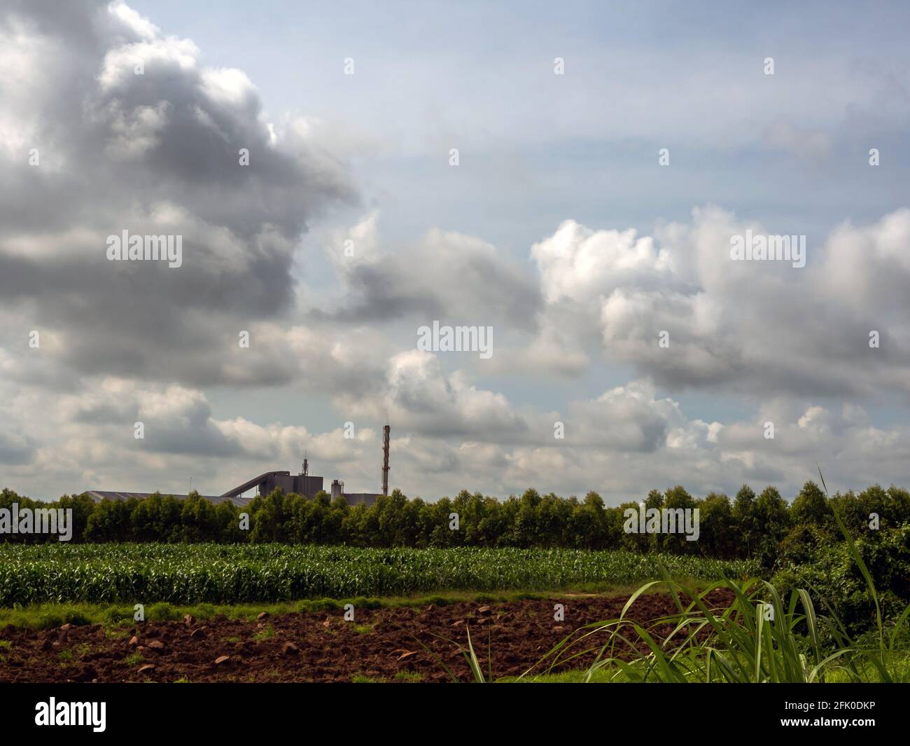 Impianto industriale tra le aree agricole preparazione del suolo per mais e. campi di eucalipto Foto Stock