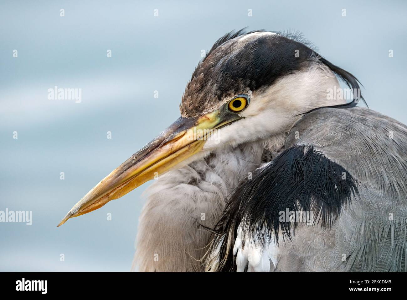 Studio della testa di Grey Heron Foto Stock