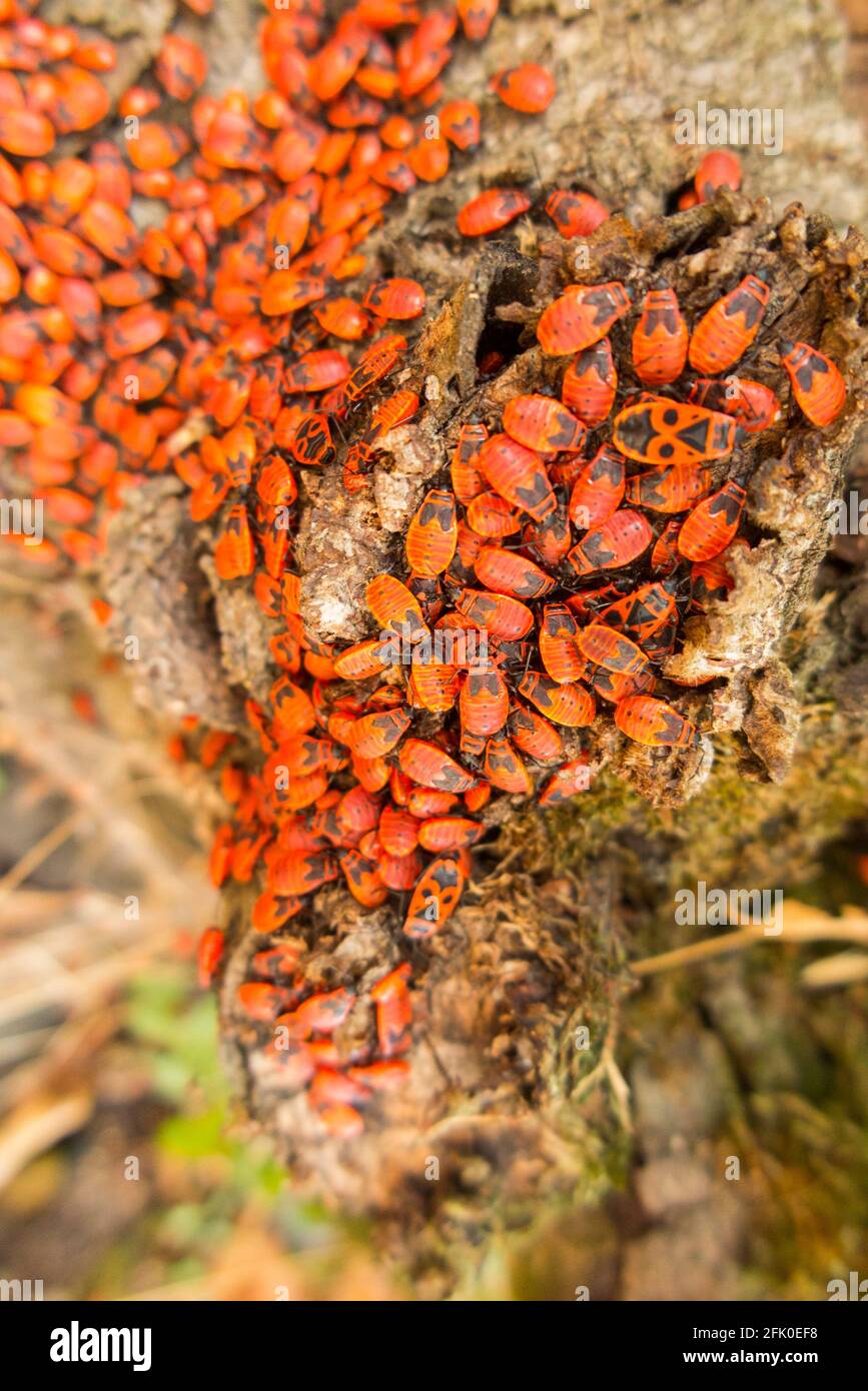 Pyrhocoris aterus (il firebug) è un insetto comune della famiglia Pyrhocoridae. Principalmente ninfe / ninfe esempi & alcuni adulti con i loro segni neri distintivi e punti cerchiati. Foto Stock