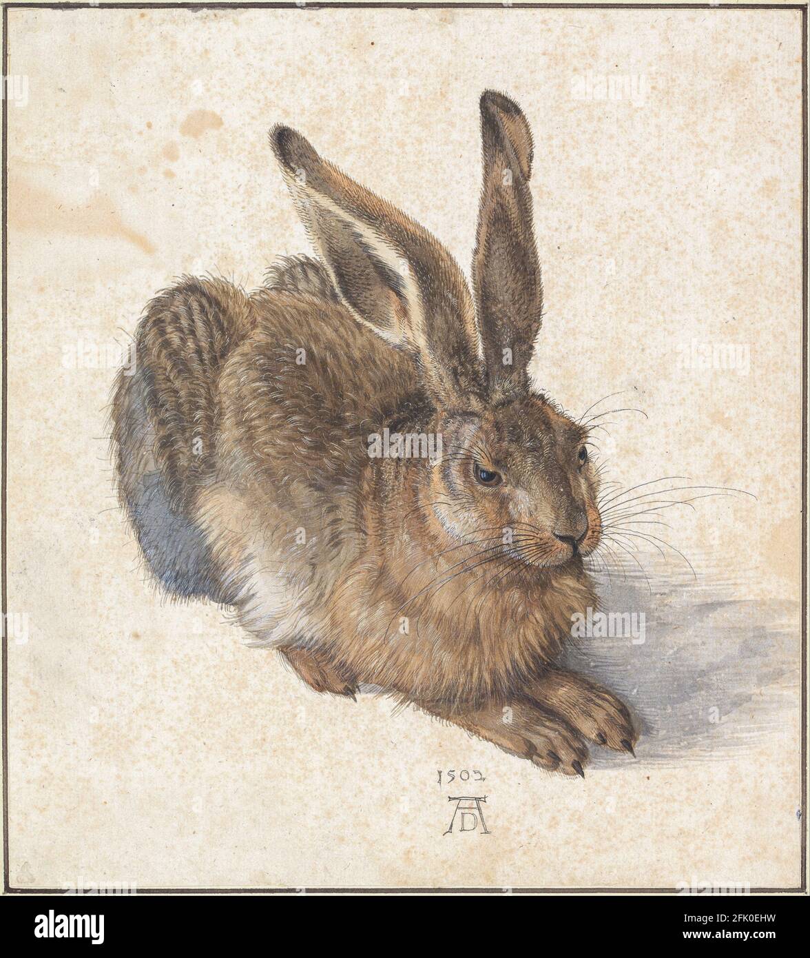 Albrecht Dürer, giovane lepre, vernice acquerello su carta, 1502, Museo Albertina, Vienna, Austria Foto Stock