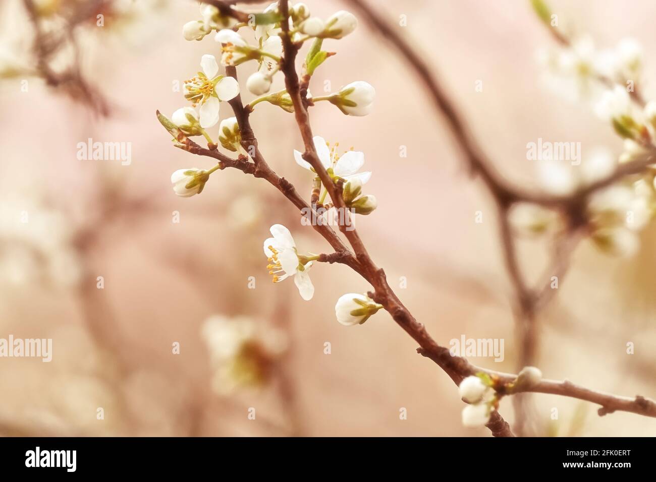Fiorisce la primavera bianca. Sfondo floreale ornamentale, design nostalgico vintage. Foto Stock