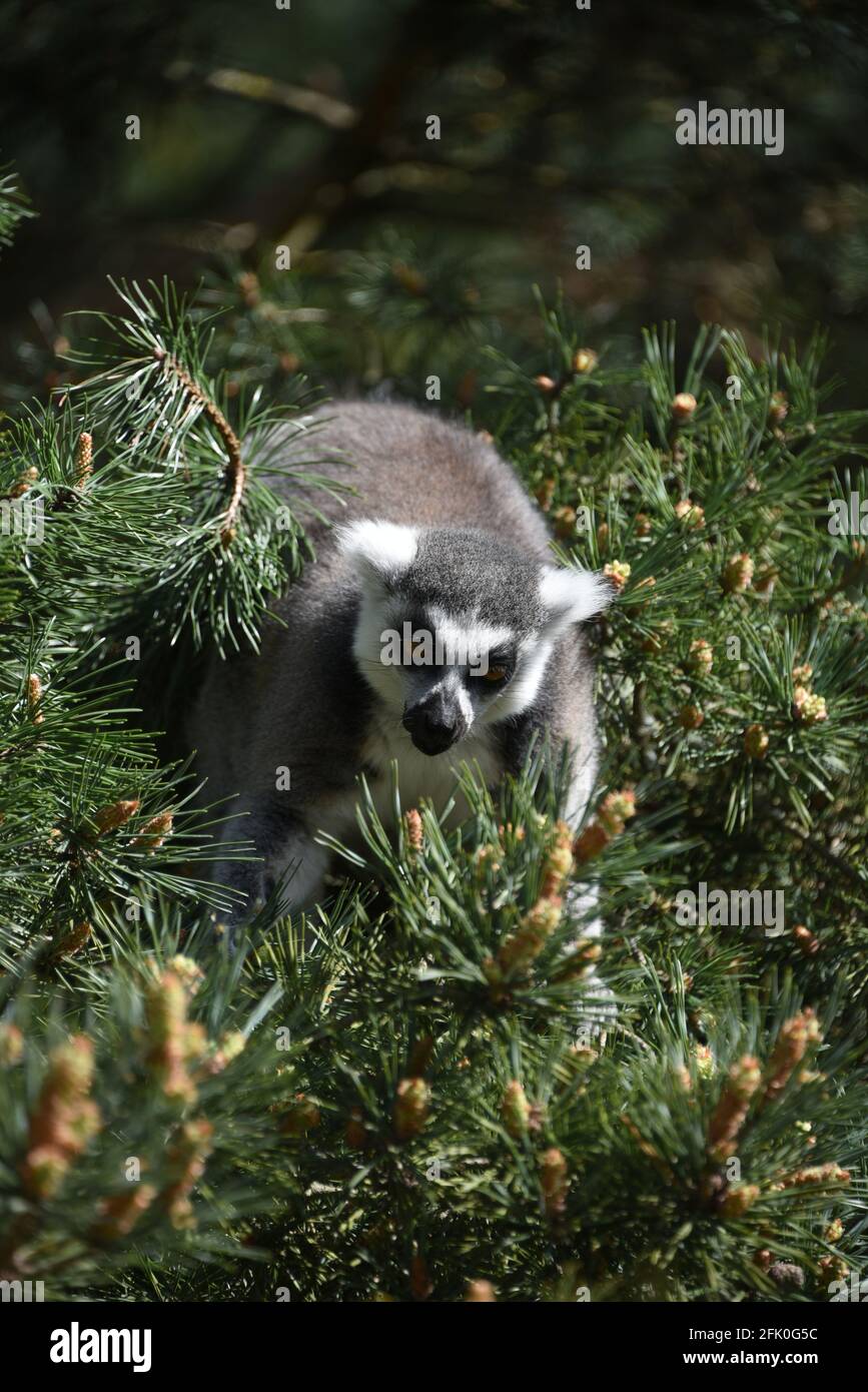 Lemur con coda ad anello che forava su un albero Foto Stock