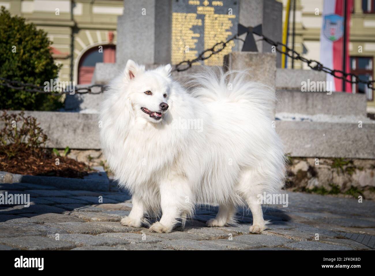 Bianco giapponese Spitz in posa nella città di Weitra, Austria. Fotografia di cane urbano Foto Stock